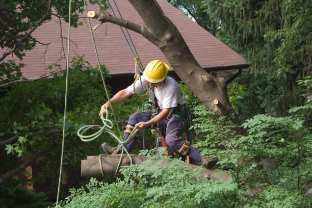 Best Seasonal Cleanup  in USA